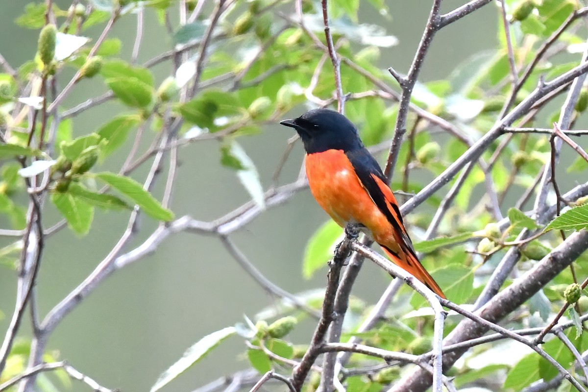 Minivet Colilargo - ML376166791