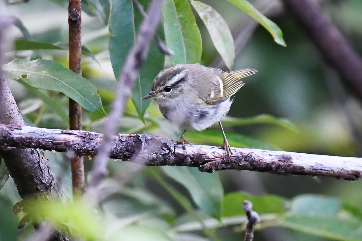 Mosquitero sp. - ML376166811