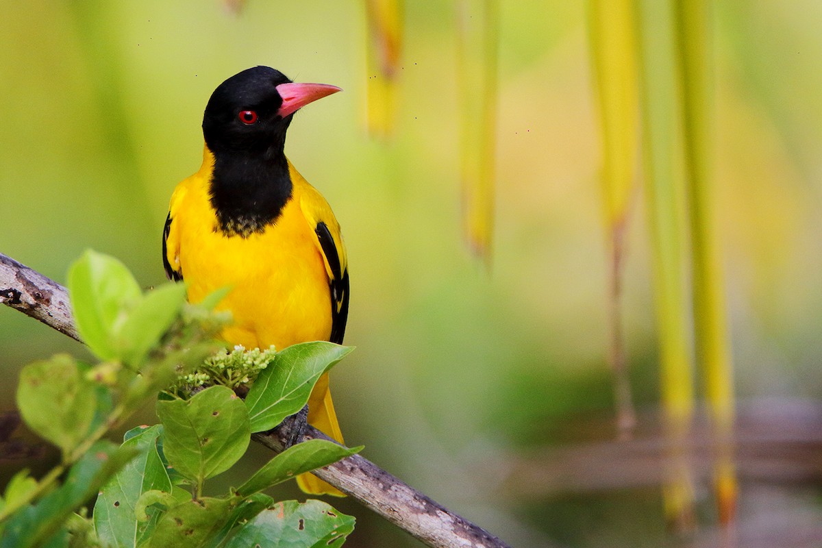 Black-hooded Oriole - David Clark