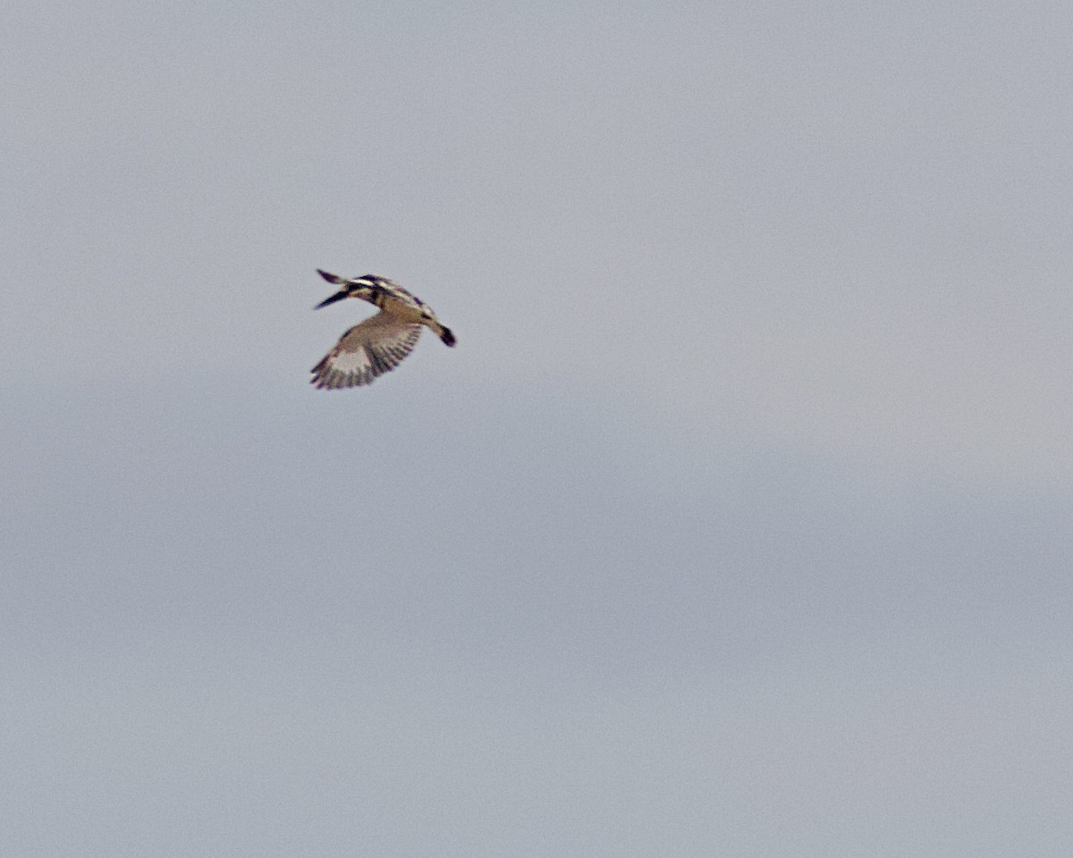 Pied Kingfisher - ML376168491