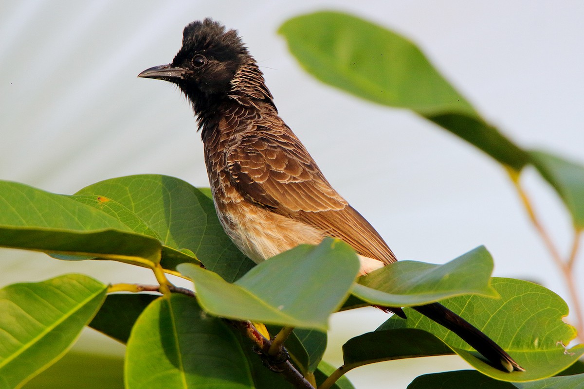 Red-vented Bulbul - ML376168631