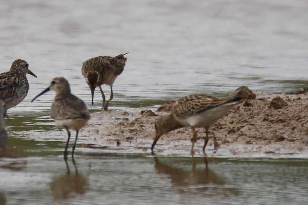 Sharp-tailed Sandpiper - ML376168951