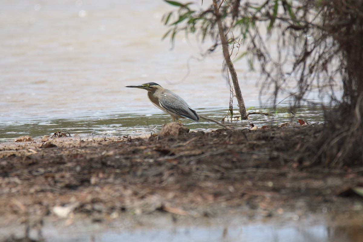 Little Heron - ML376168971