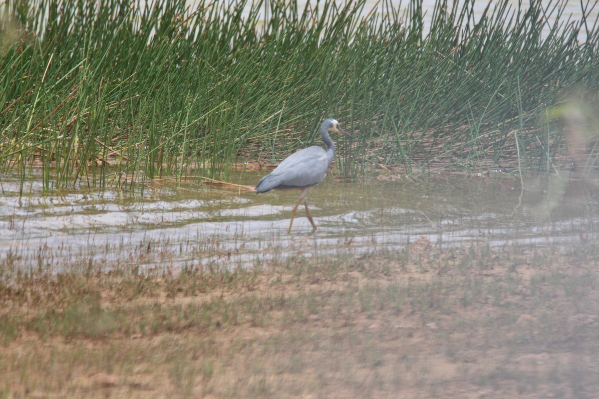 White-faced Heron - ML376168991