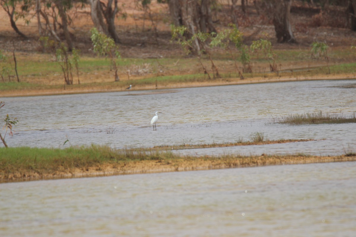 Little Egret - ML376169041