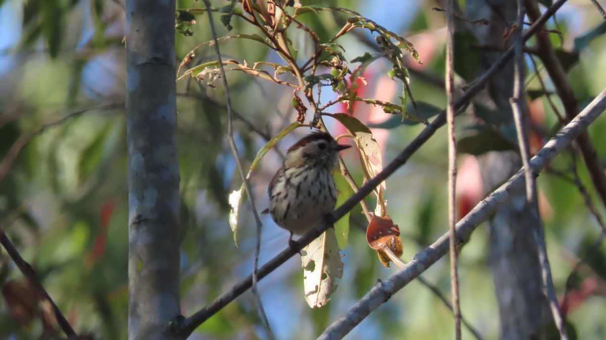 Speckled Warbler - ML376170051