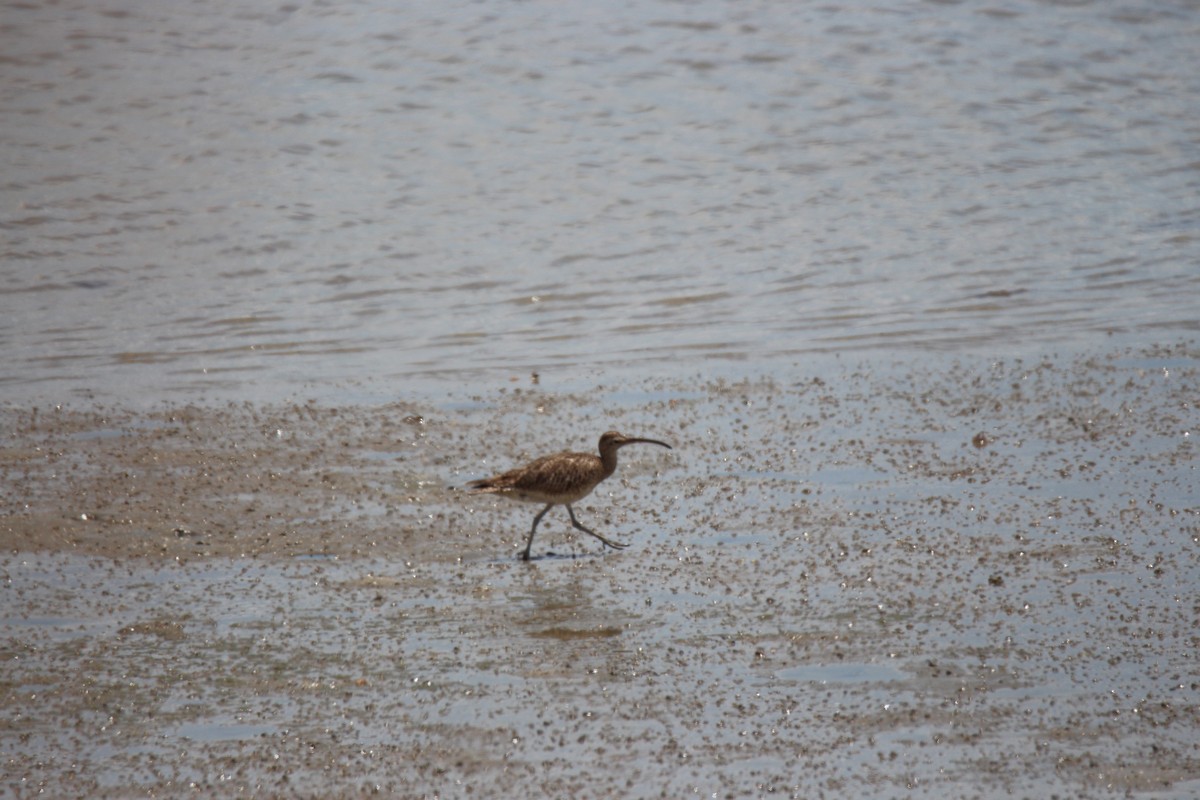 Eurasian Whimbrel - ML376170731