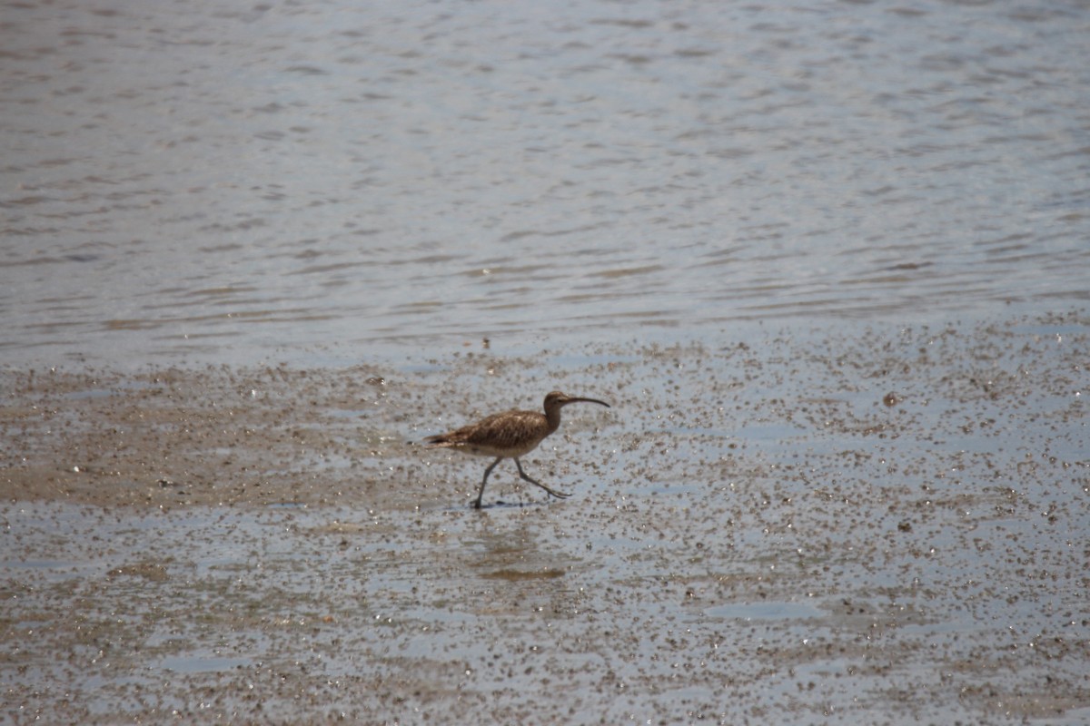 Whimbrel - ML376170731