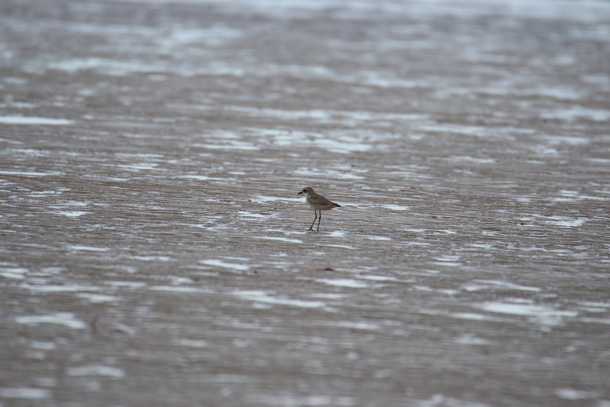 Greater Sand-Plover - ML376170961