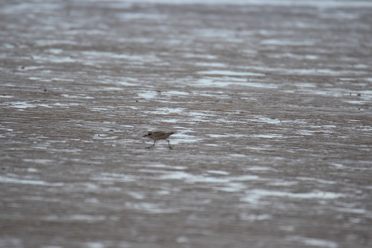 Greater Sand-Plover - ML376171011