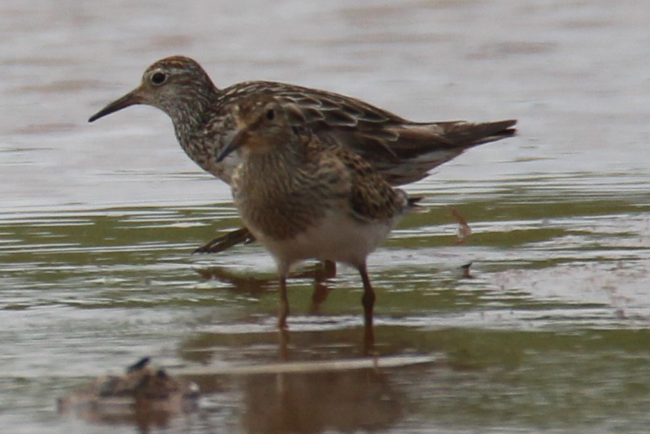 Pectoral Sandpiper - ML376171451