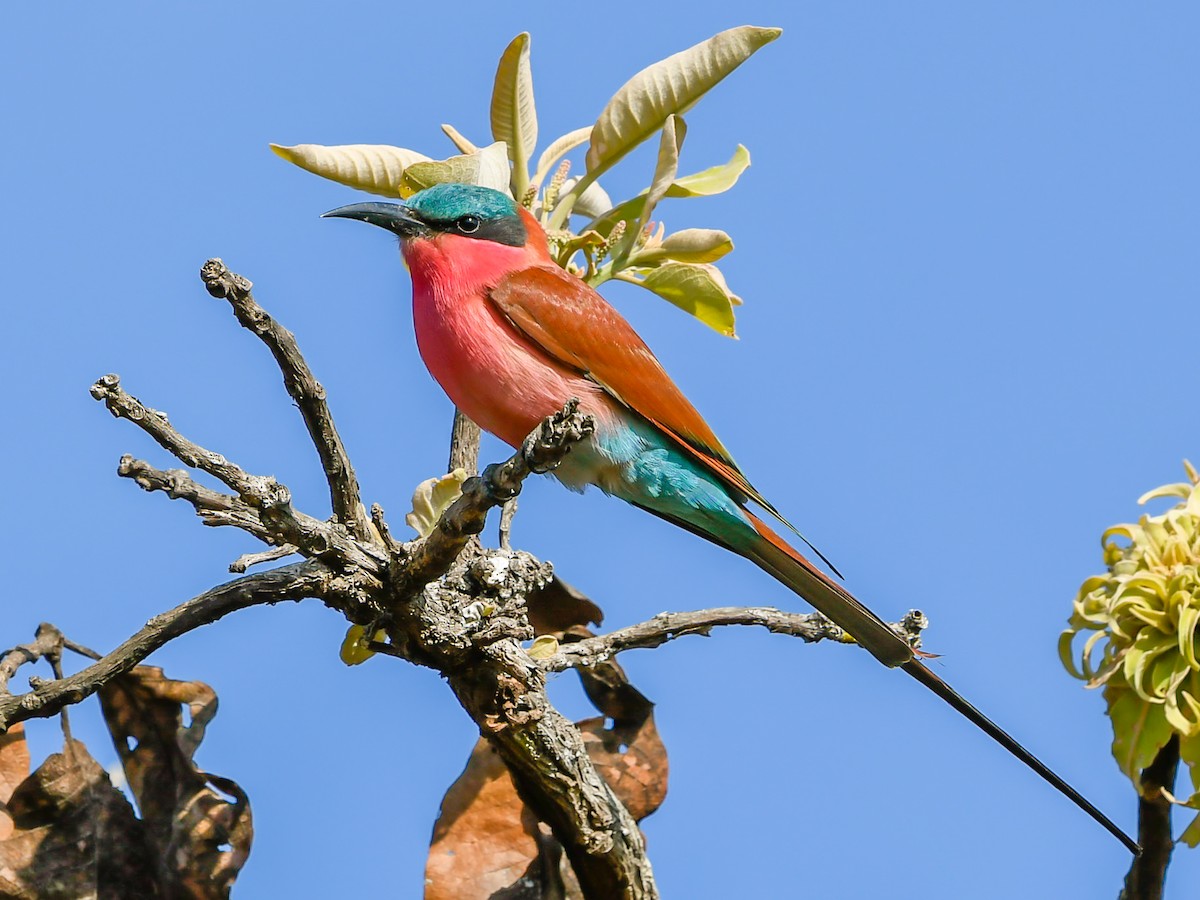 Southern Carmine Bee-eater - Jean-Louis  Carlo