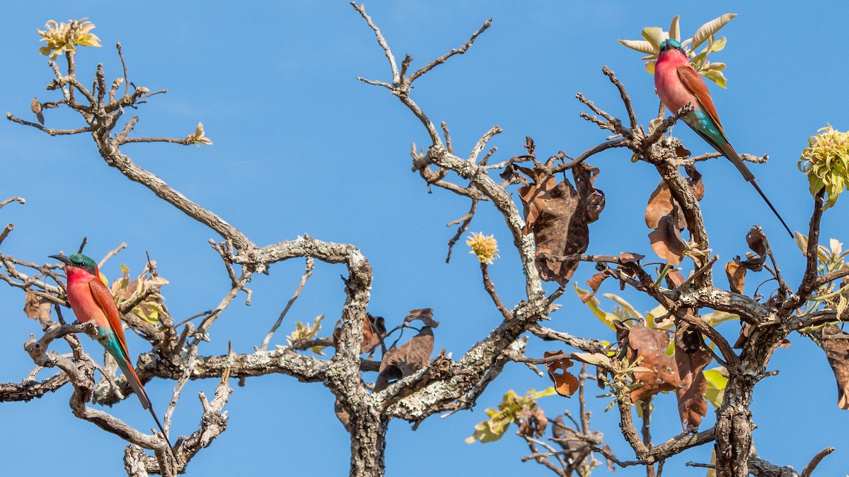 Southern Carmine Bee-eater - ML376171771