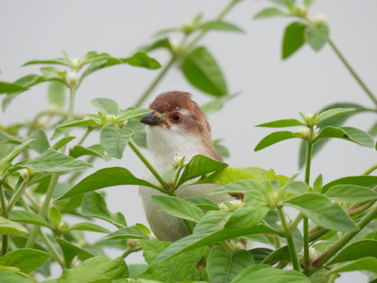 Yellow-eyed Babbler - Ramesh Desai