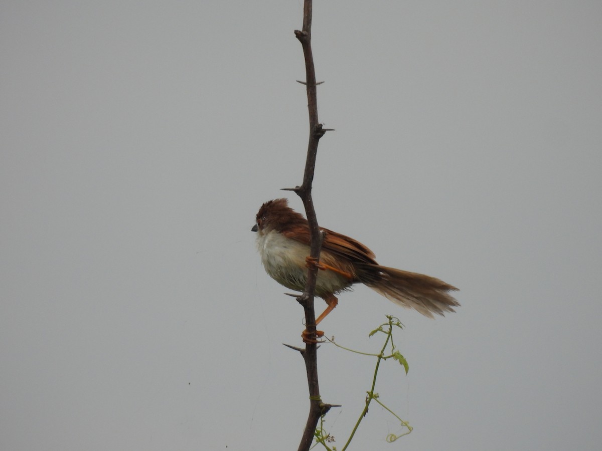 Yellow-eyed Babbler - ML376171911