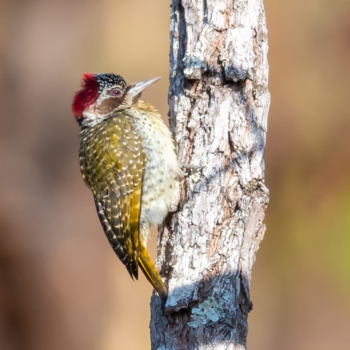 Bennett's Woodpecker - ML376172061