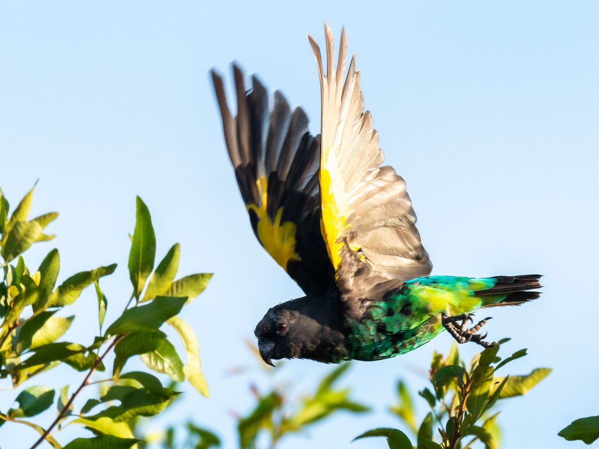 Meyer's Parrot - ML376172071