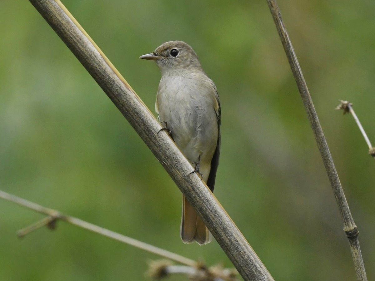 Rusty-tailed Flycatcher - ML376172131