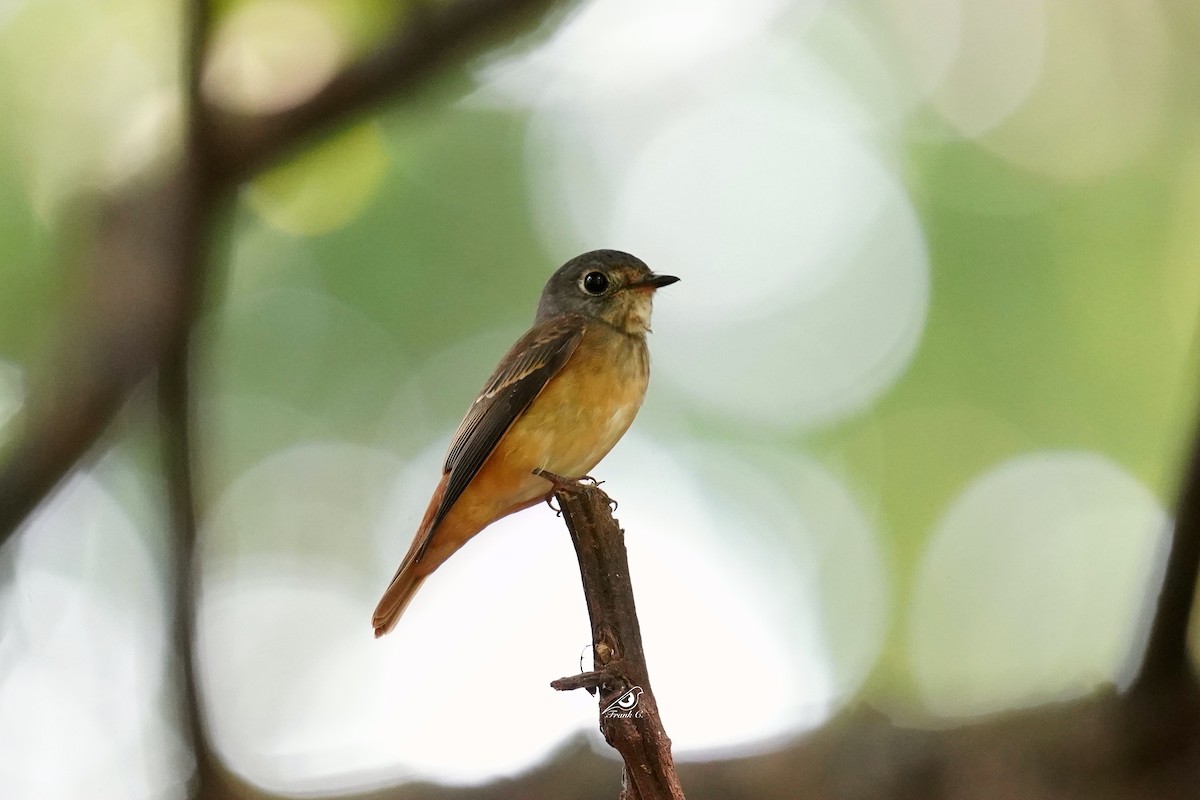 Ferruginous Flycatcher - ML376173161