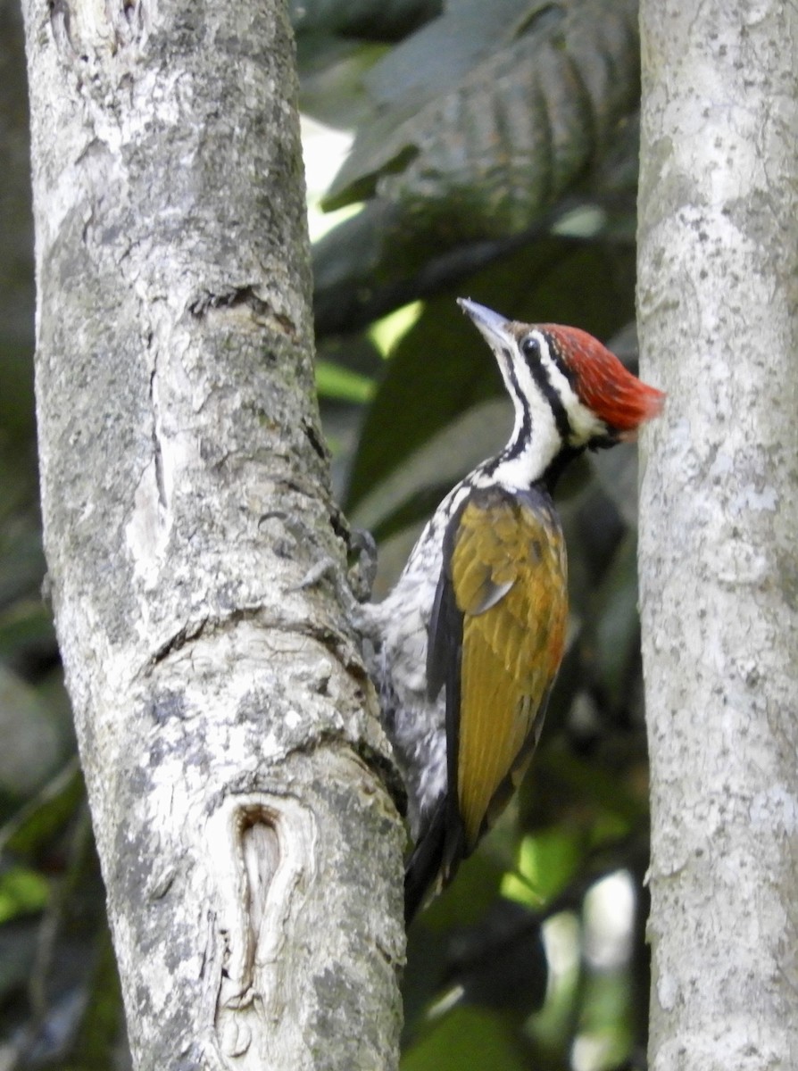 Common Flameback - Bear Jia