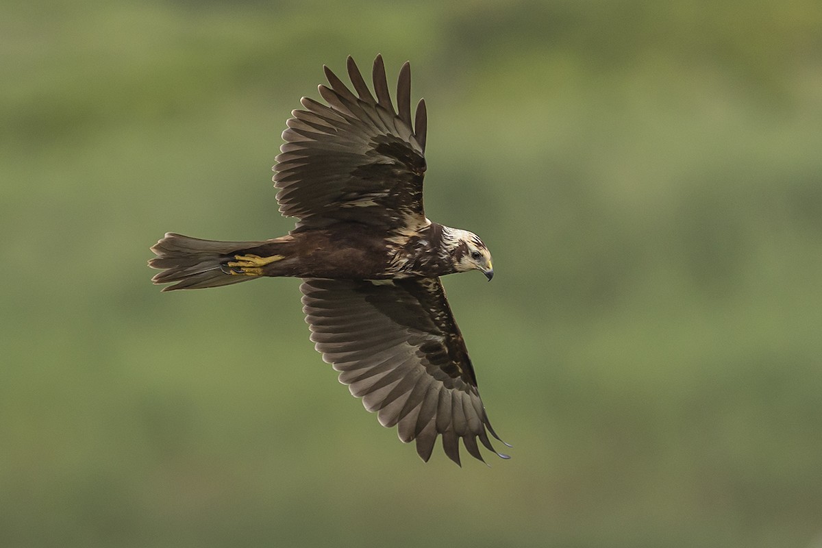 Eastern Marsh Harrier - ML376174181