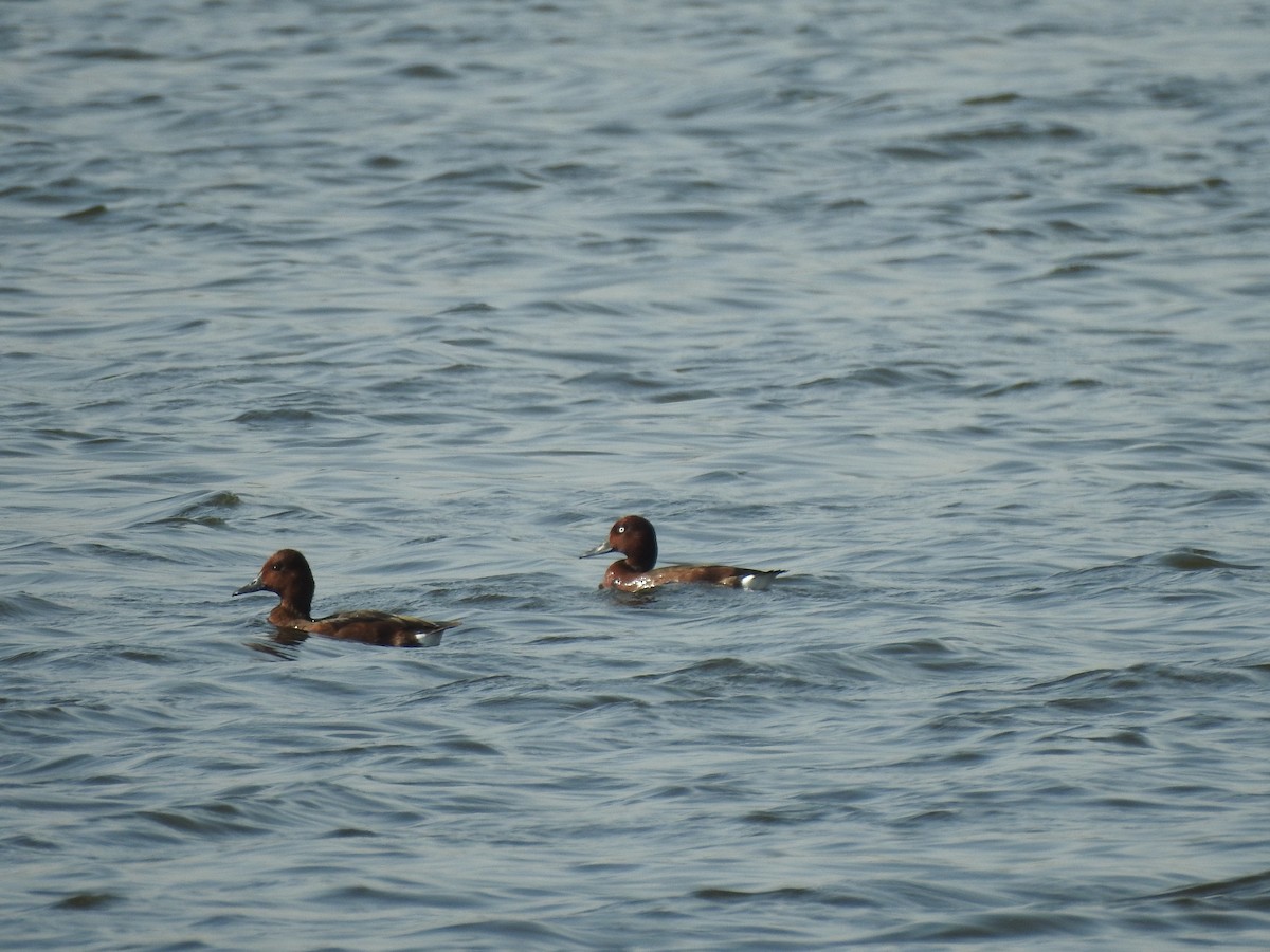 Ferruginous Duck - ML376174381