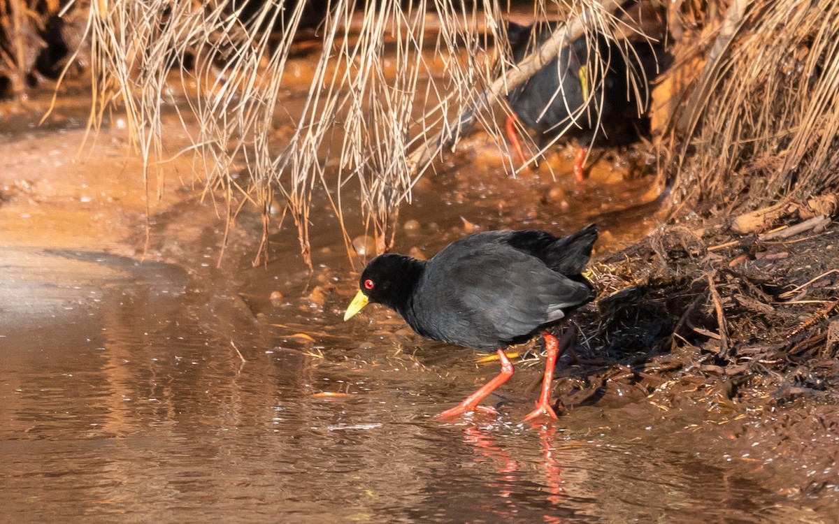 Black Crake - ML376176981