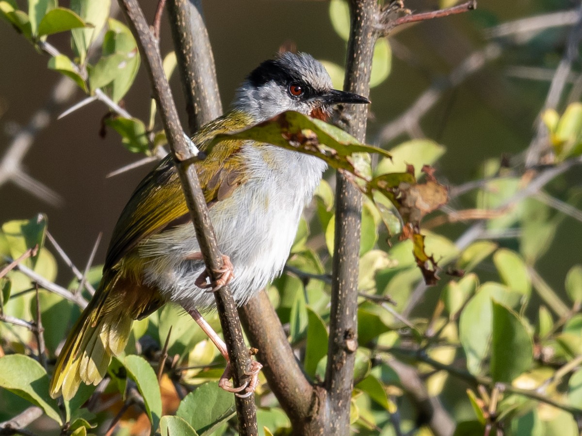 Gray-capped Warbler - ML376178101