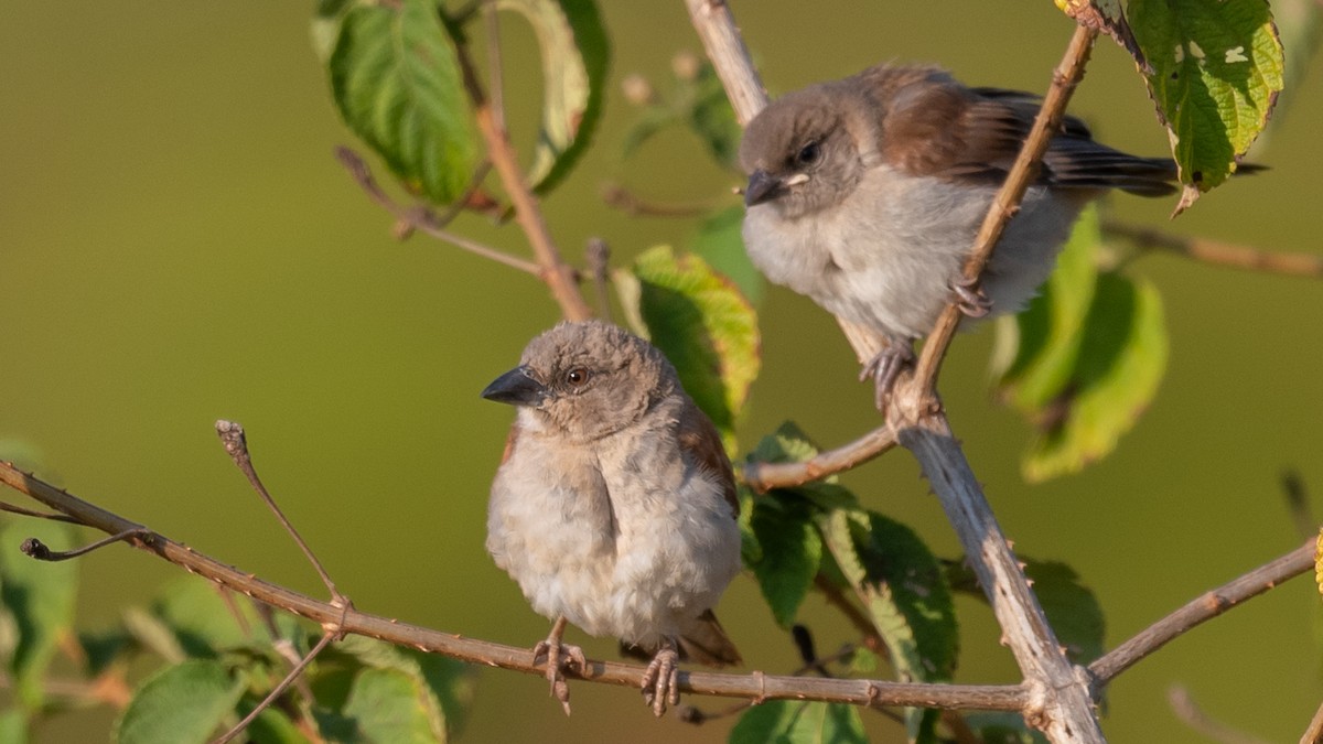 Northern Gray-headed Sparrow - ML376178351