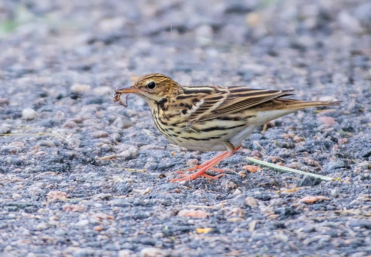 Pechora Pipit - Koel Ko