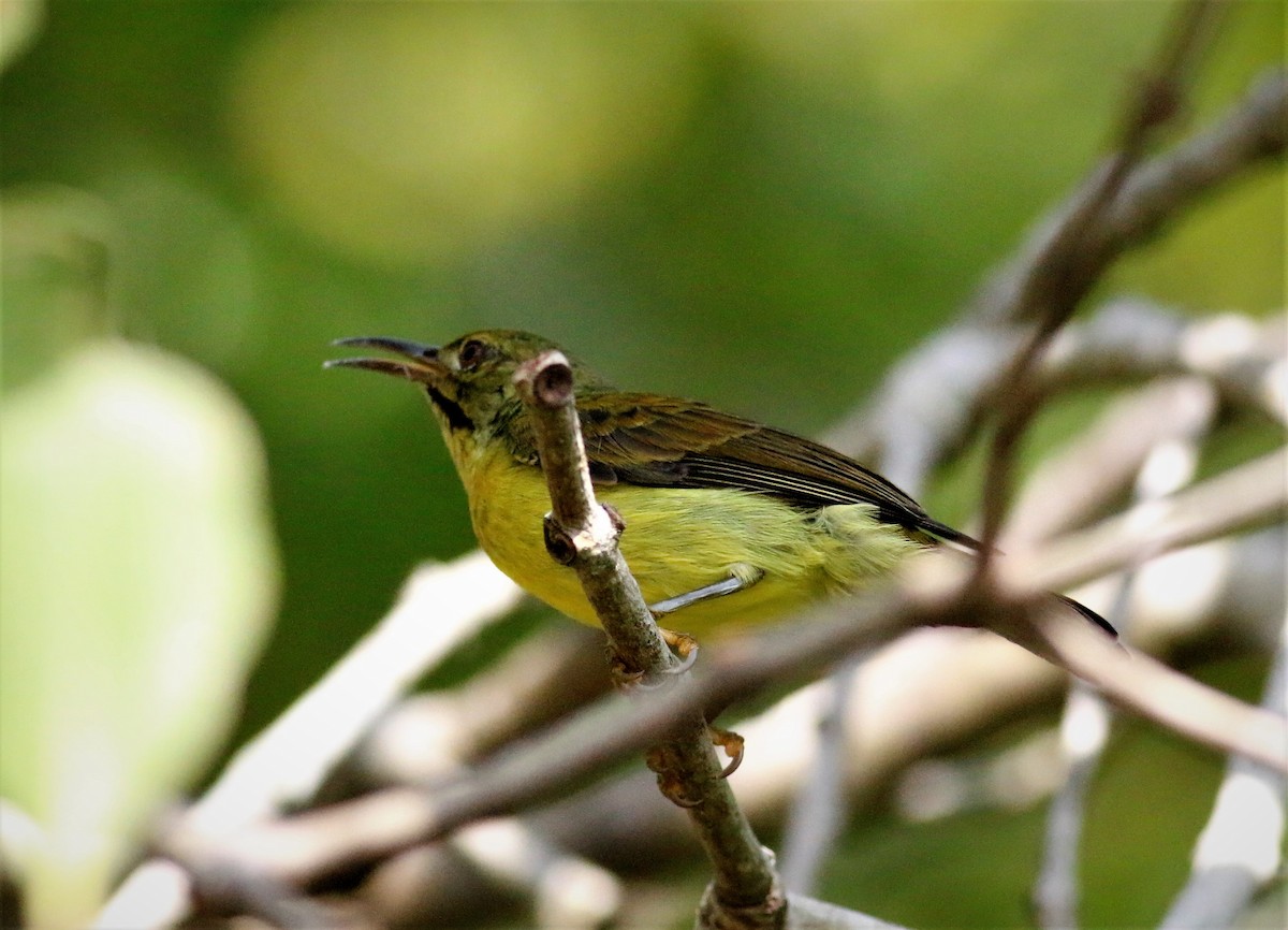Brown-throated Sunbird - ML376178861