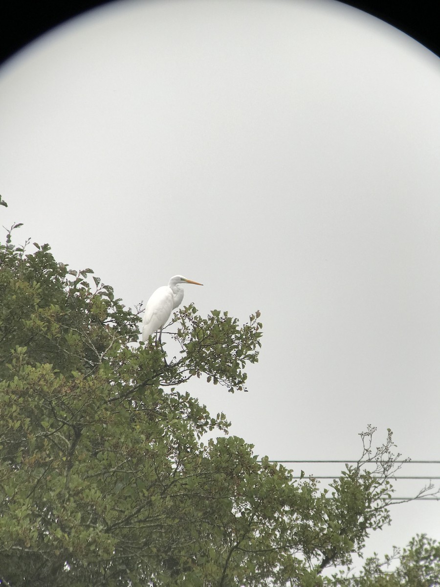 Great Egret - ML376179501