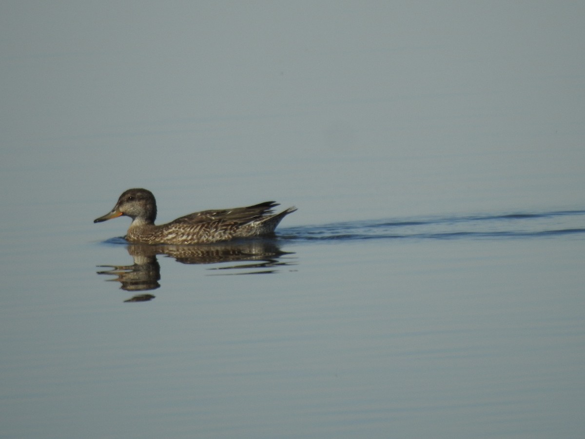 Green-winged Teal - Mohammad Kheylapoor