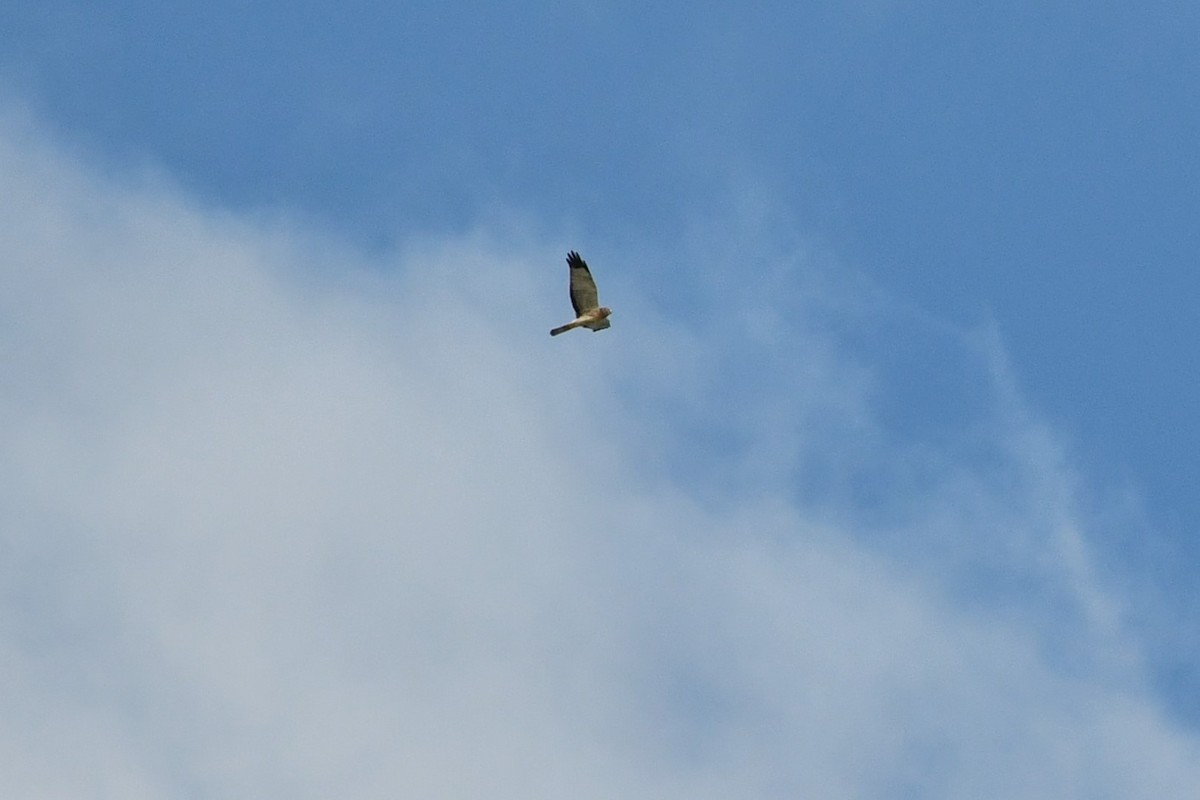 Northern Harrier - ML376180171