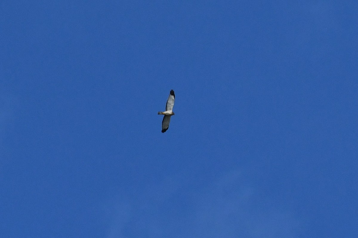 Northern Harrier - ML376180181