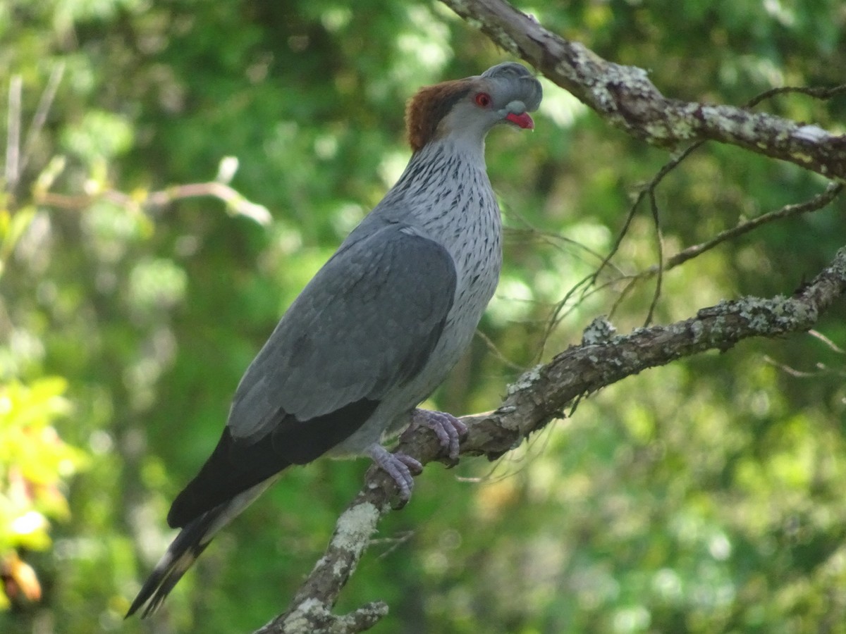 Topknot Pigeon - ML376180891