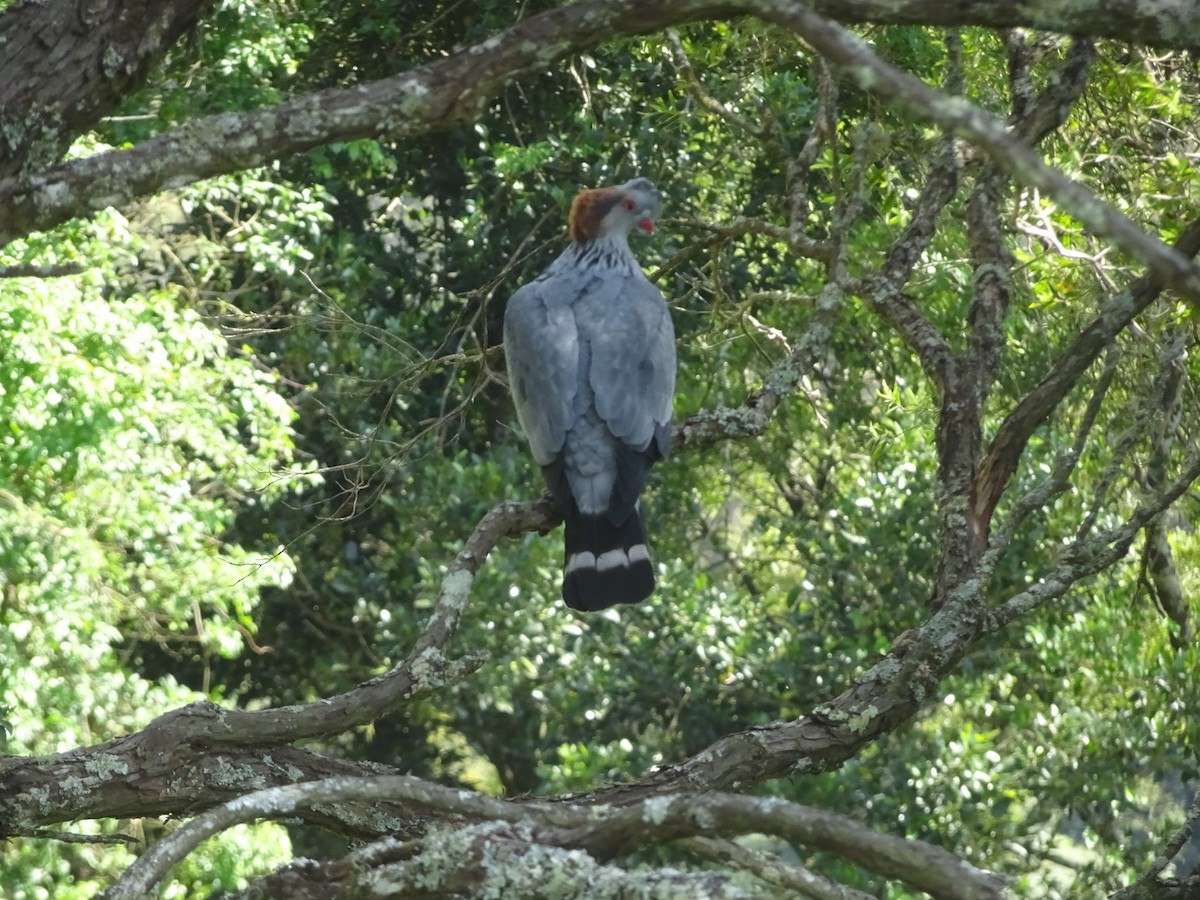 Topknot Pigeon - ML376180901