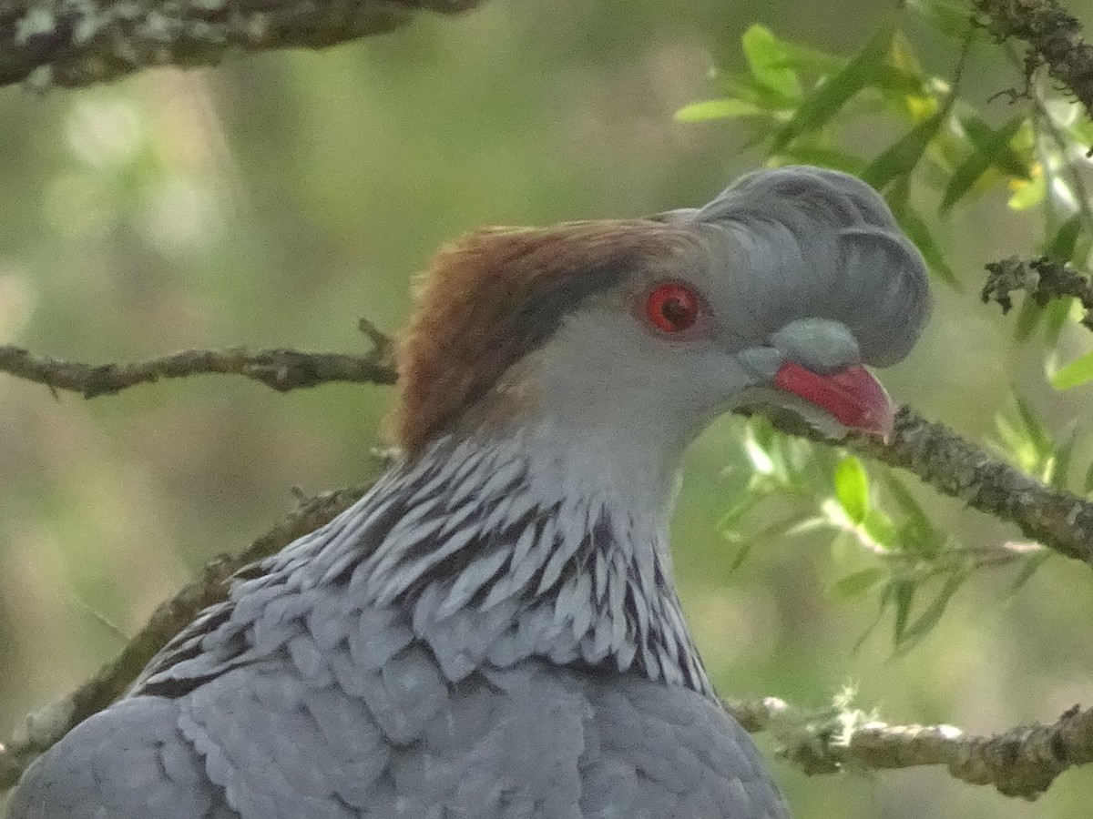 Topknot Pigeon - ML376180911