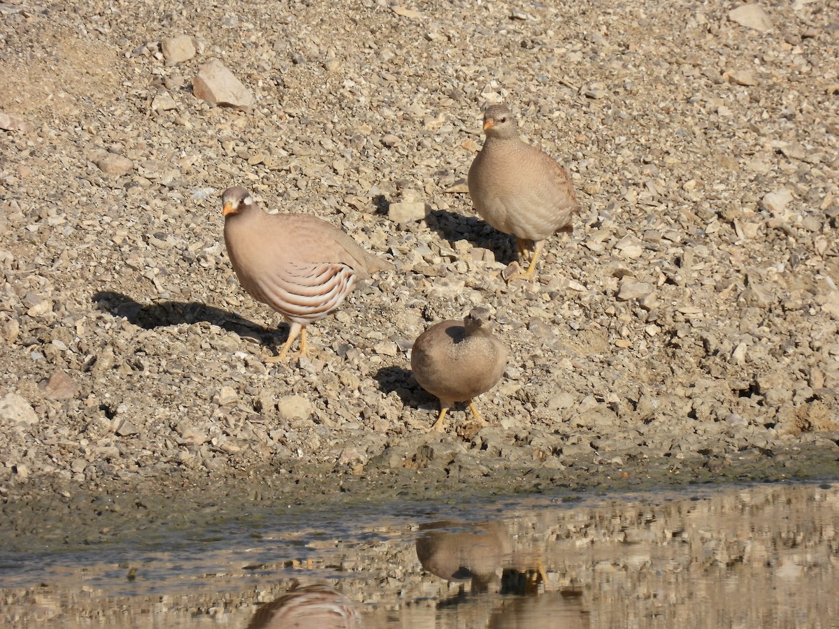 Sand Partridge - ML376181891