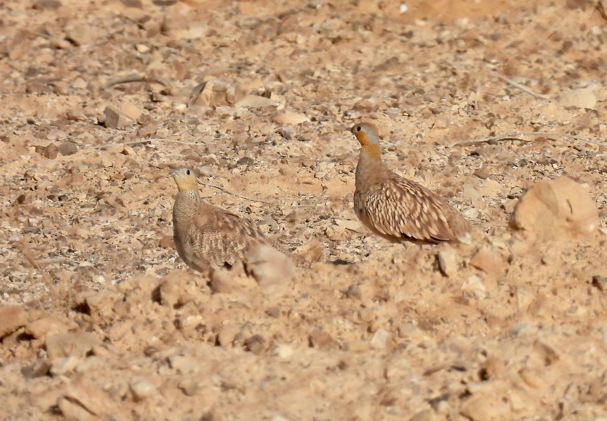 Crowned Sandgrouse - ML376181901