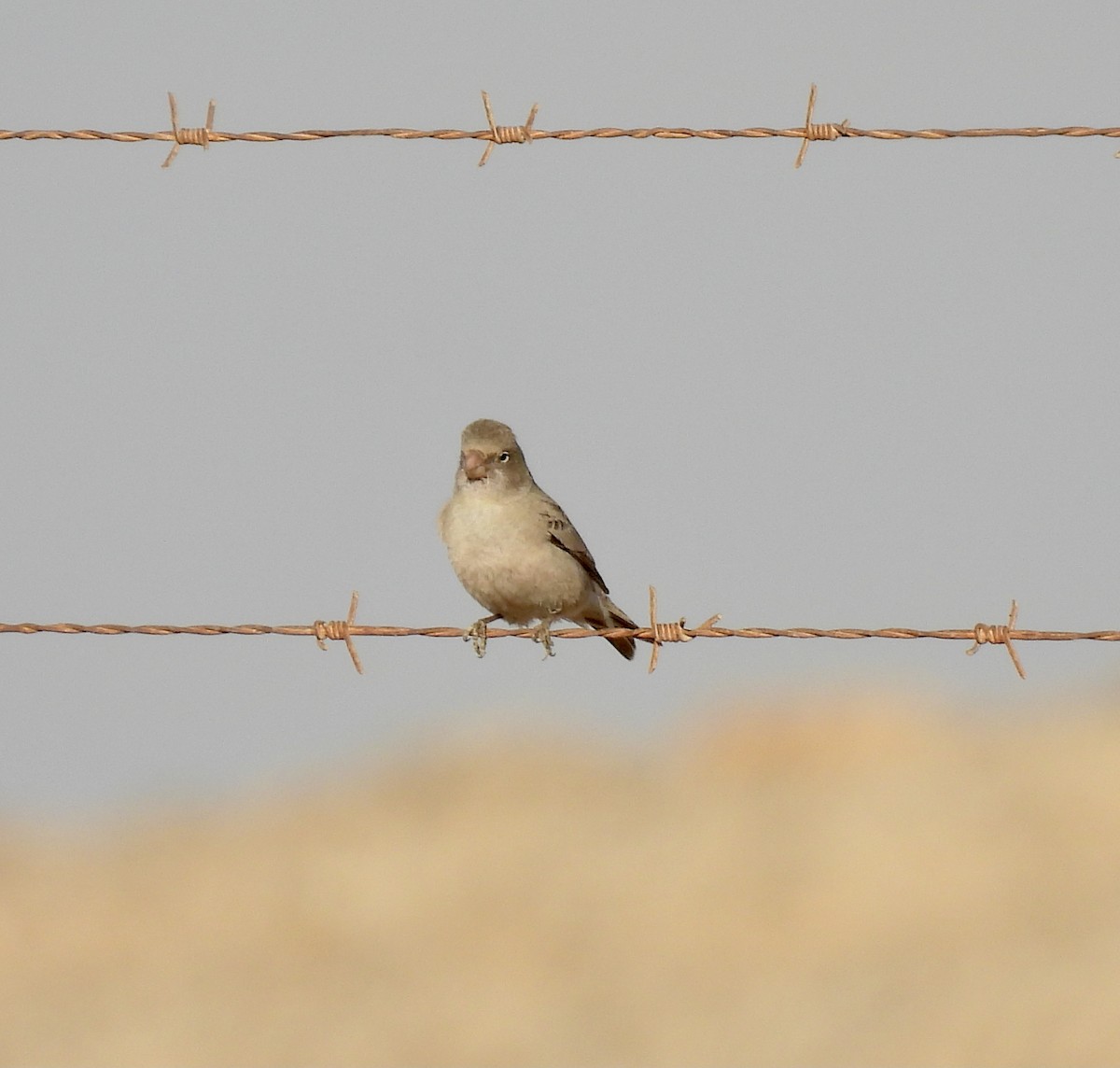 Trumpeter Finch - ML376181941