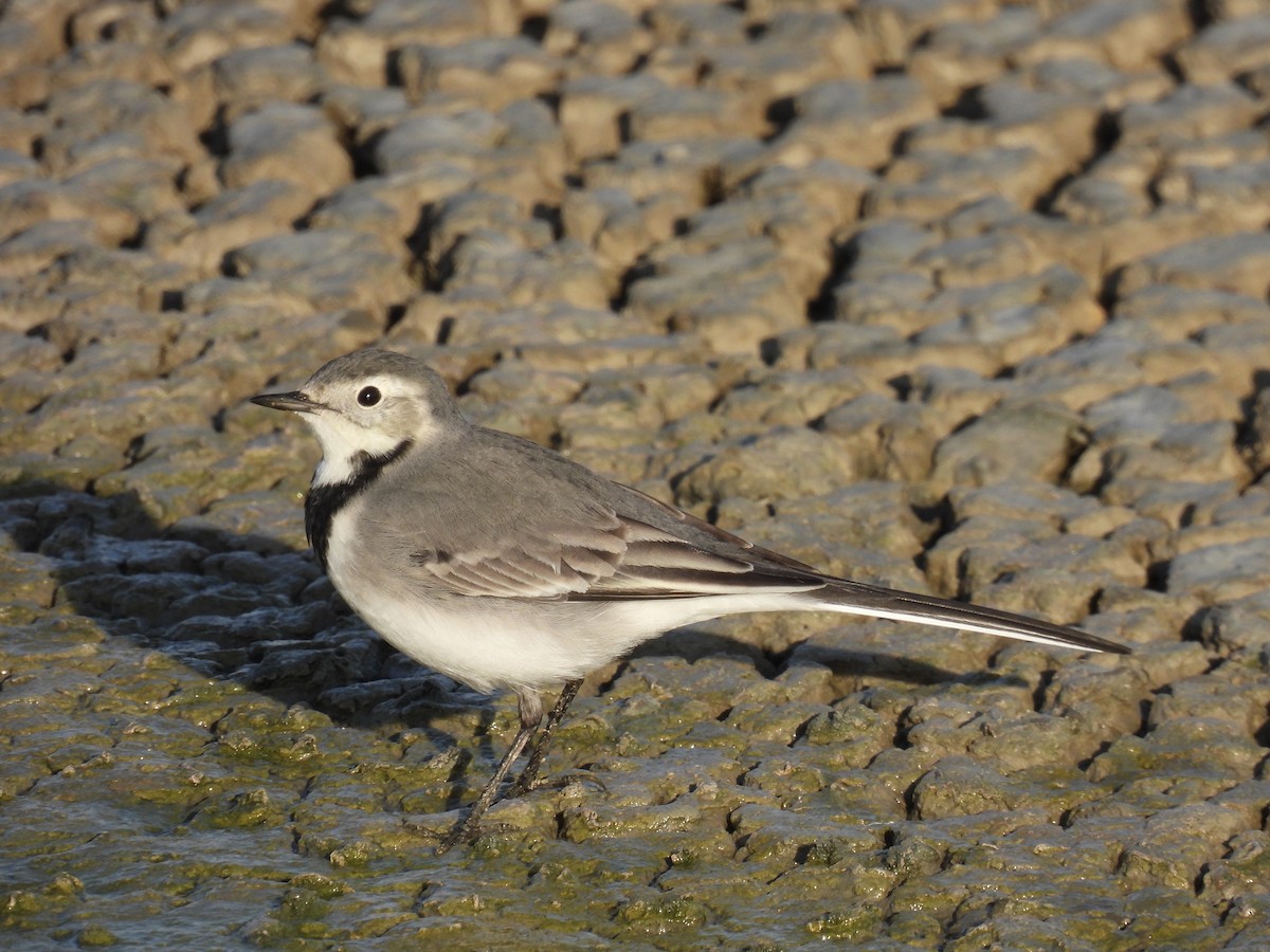 White Wagtail - ML376182011