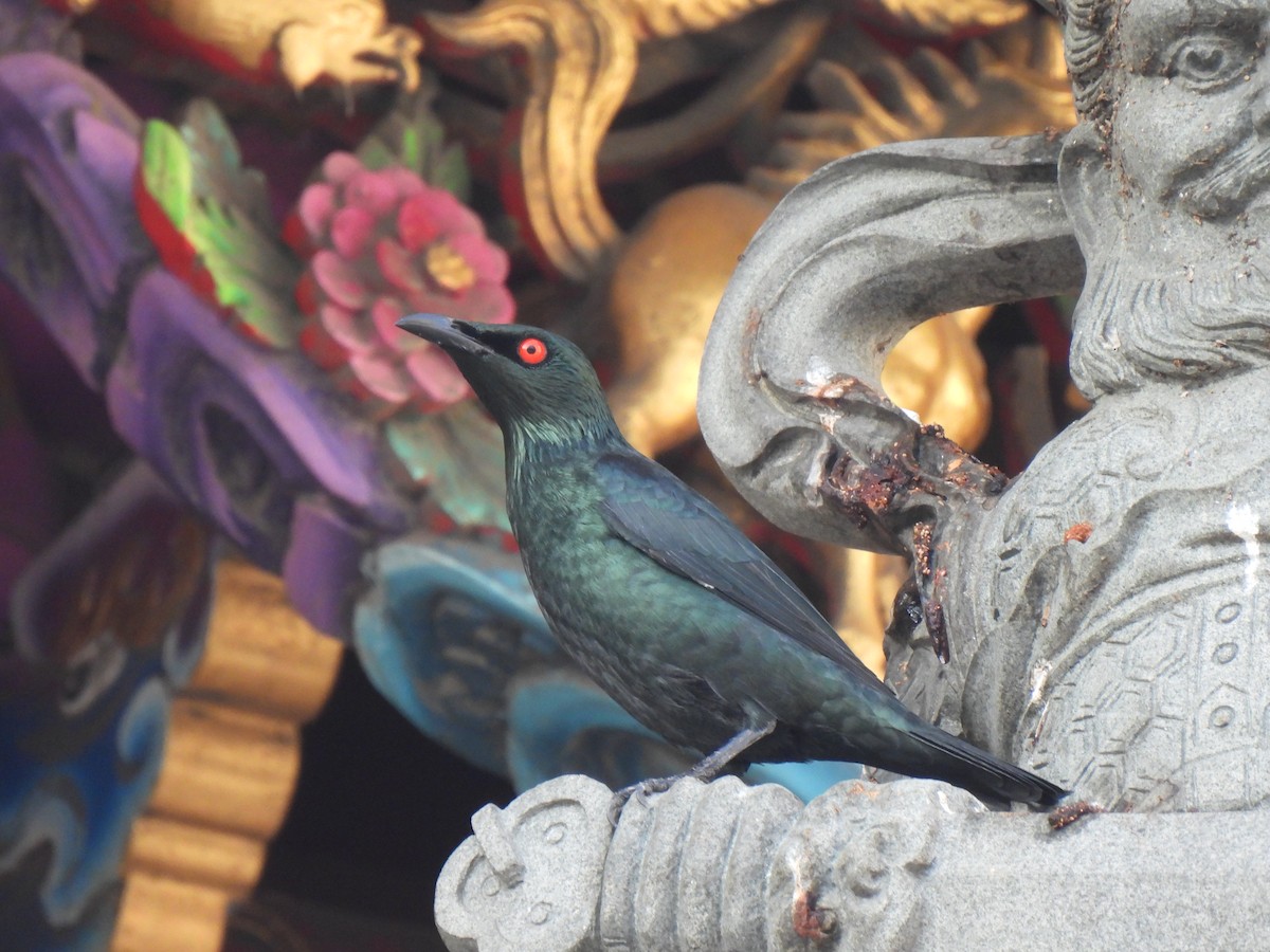 Asian Glossy Starling - ML376182811