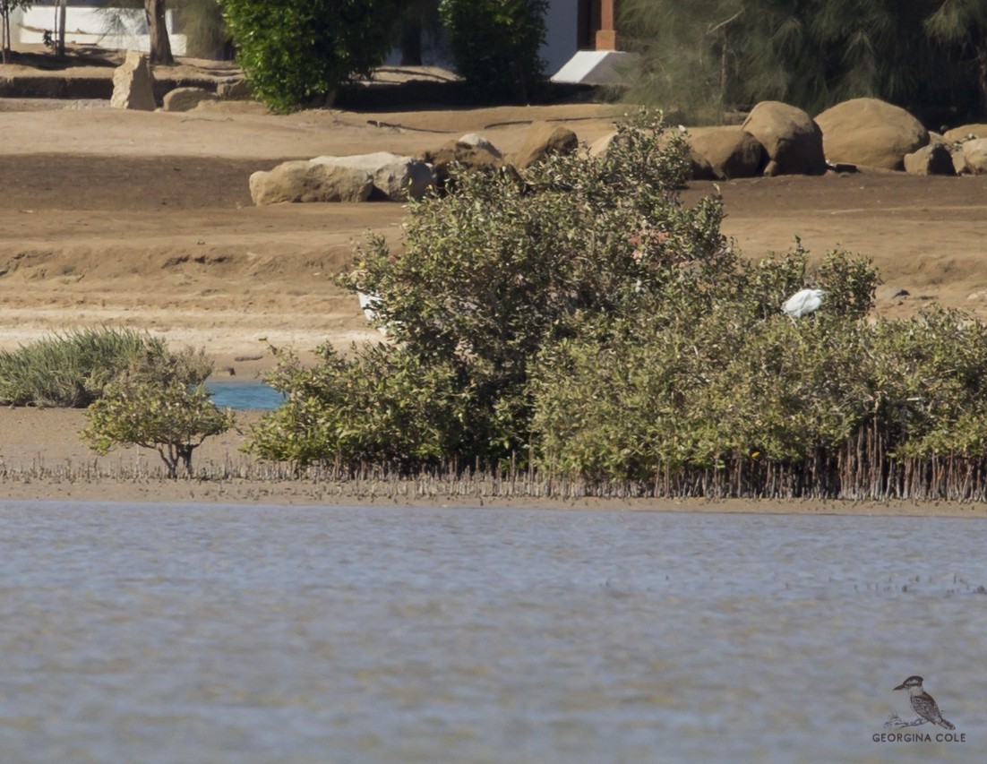 Little Egret - Georgina Cole