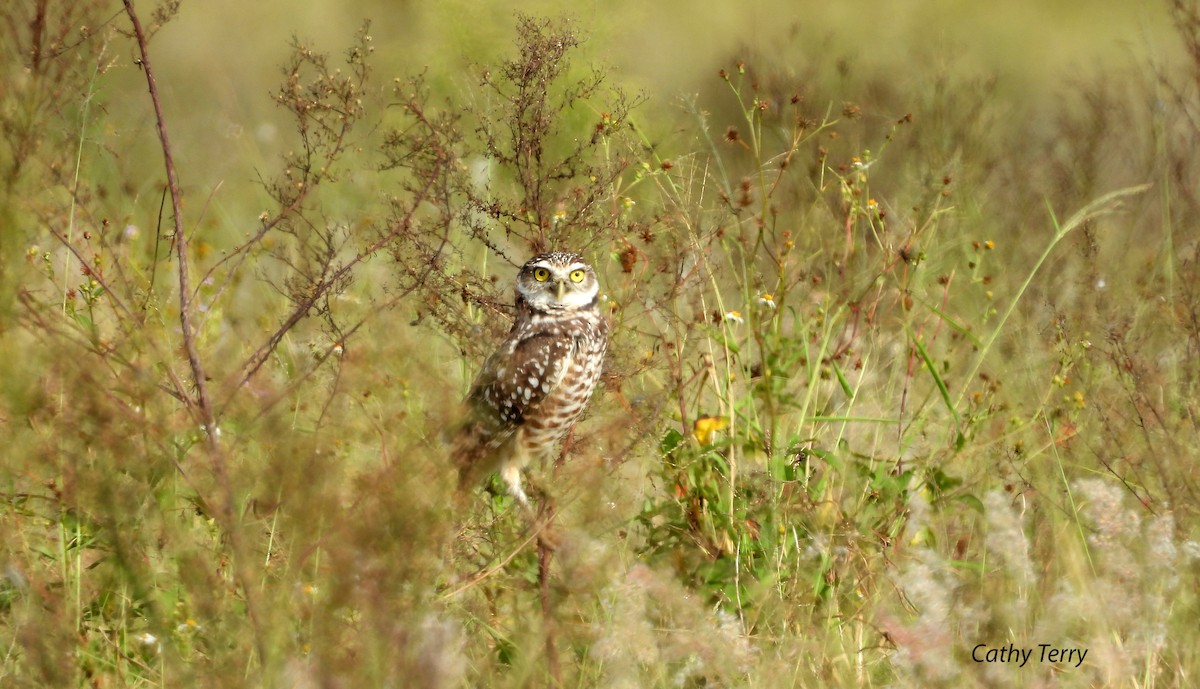 Burrowing Owl - ML376184091