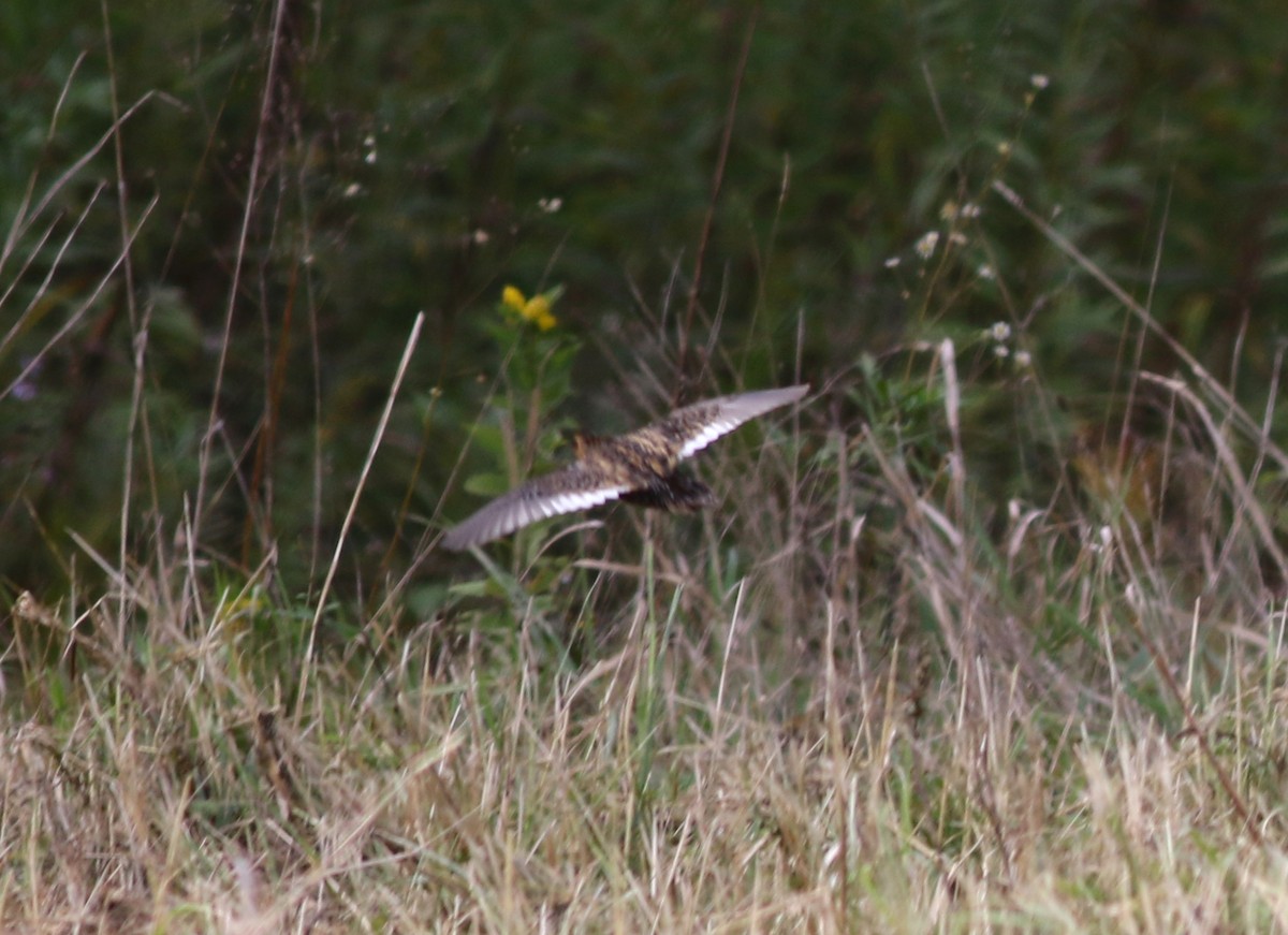 Yellow Rail - ML376190101