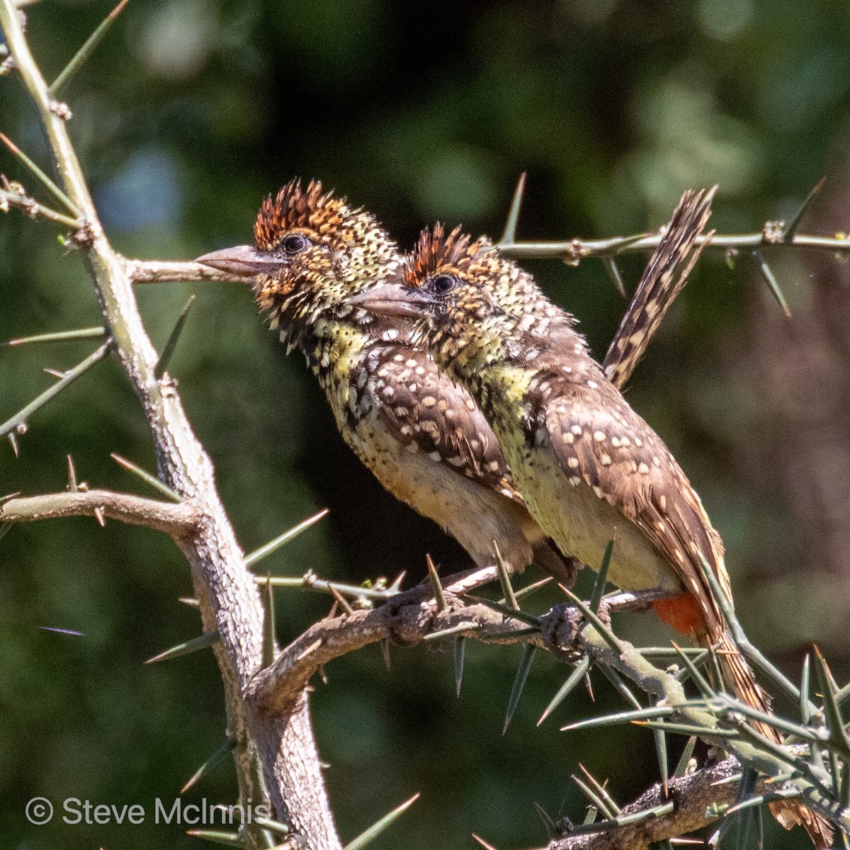 Ohrfleck-Bartvogel - ML376190851