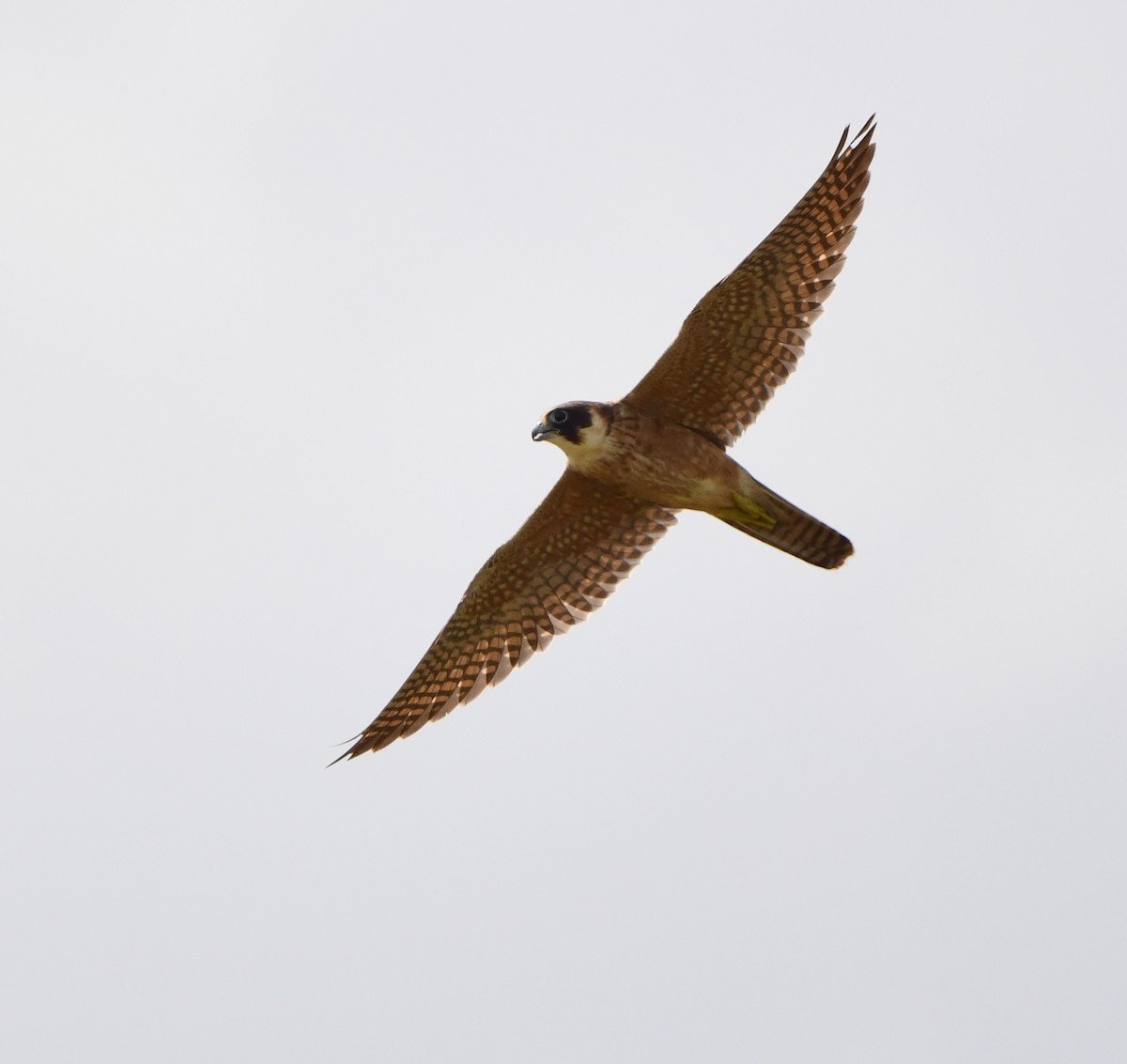 Australian Hobby - Andy Gee