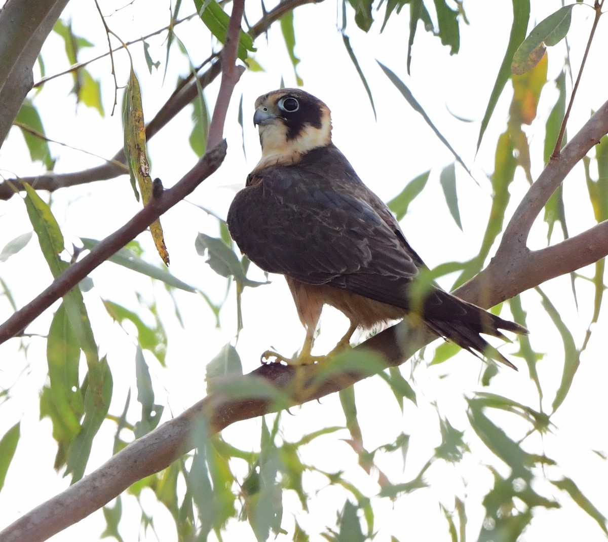 Australian Hobby - Andy Gee