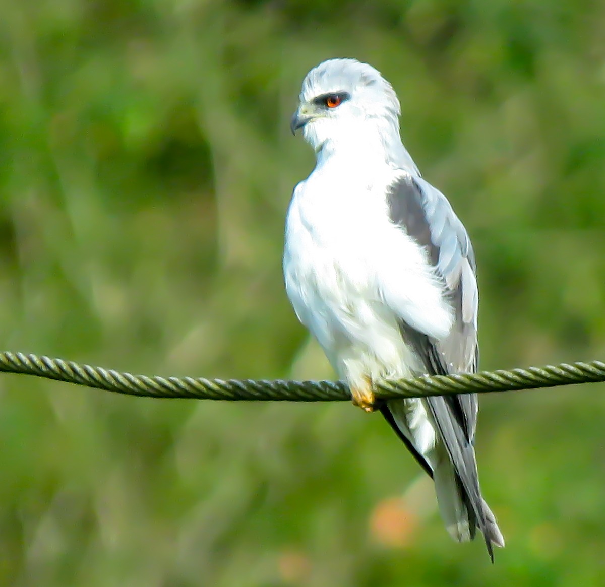 Black-winged Kite - ML376192661